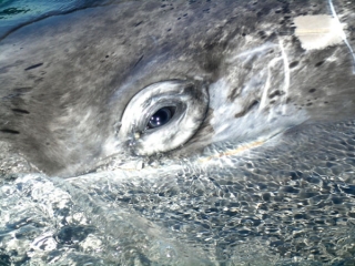 Ojo de ballena